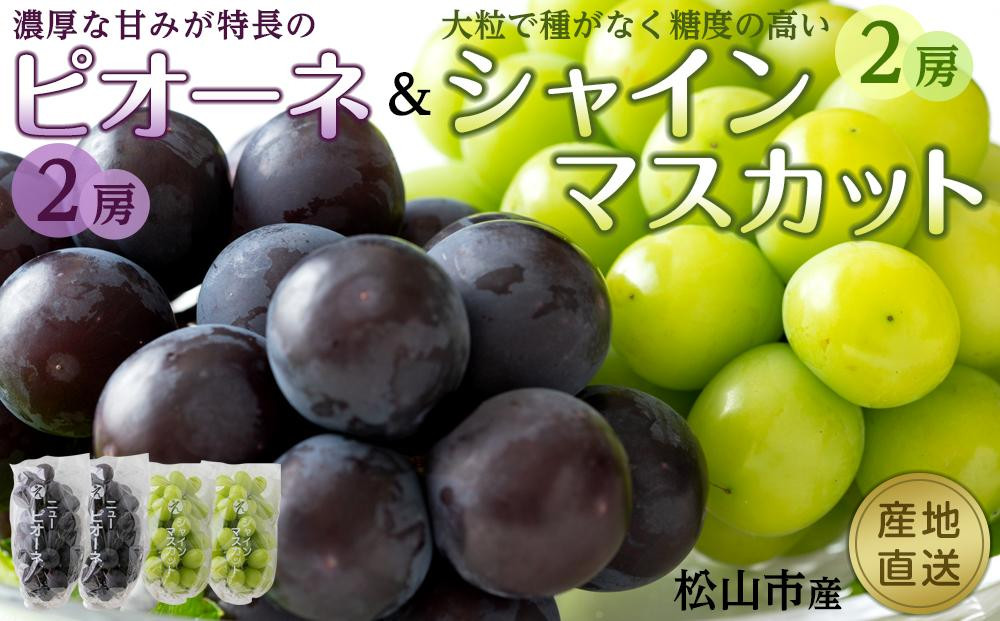 
            【先行予約】★8月下旬から発送★ 愛媛 松山市産 シャインマスカット 2房とピオーネ 2房のセット 期間限定  先行予約 くだもの ぶどう 葡萄 ブドウ 大粒 おすすめ 人気 旬 フルーツ
          