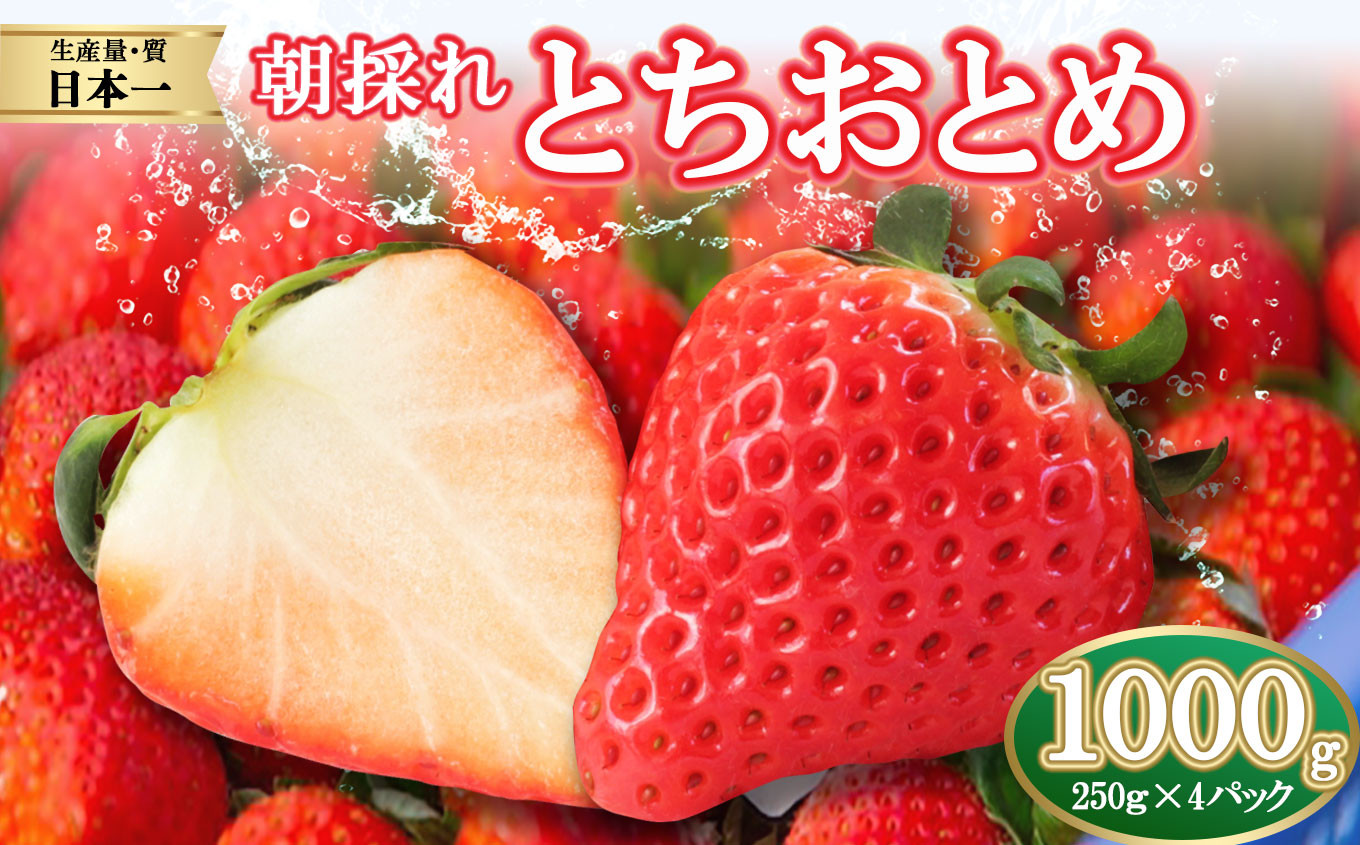 
朝採れのいちご とちおとめ 1000g 真岡市 栃木県 送料無料
