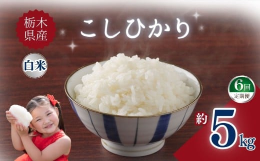 【定期便6回】栃木県産こしひかり 5kg | お米 米 こめ ご飯 美味しい ふるさと 栃木県 矢板市 【栃木県共通返礼品】 ブランド米