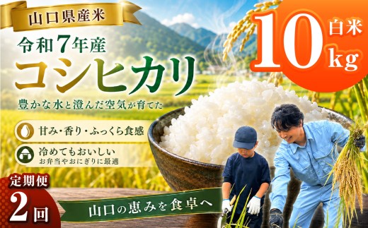 【 定期便 】 令和7年産 山口県産米 コシヒカリ 10kg 2回 ｜ 令和7年産 こしひかり 山口県産米 こめ お米 コメ 白米 精米 ごはん ご飯 瀬戸内 山口県 平生町 10kg