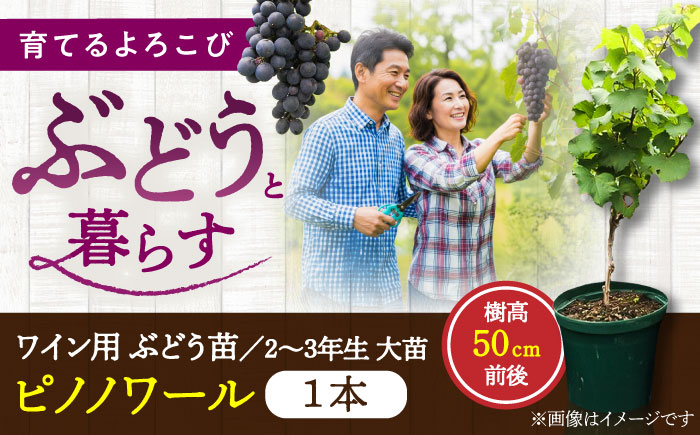 ワイン用 ブドウ苗(ピノノワール)6号鉢入り 2～3年生 大苗 樹高50cm前後 苗 苗木/ ぶどう ぶどう苗木 葡萄 ぶどうの木 庭木 植木 【Herb＆Rose】 [BHCQ006]