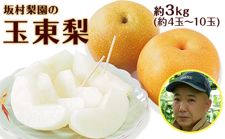 坂村梨園 玉東梨 熊本県玉名郡玉東町 約3kg(4～10玉前後)《8月中旬-11月上旬頃出荷》｜ブランド梨 人気梨 特産品梨 熊本県梨 玉東町梨 大人気返礼品
