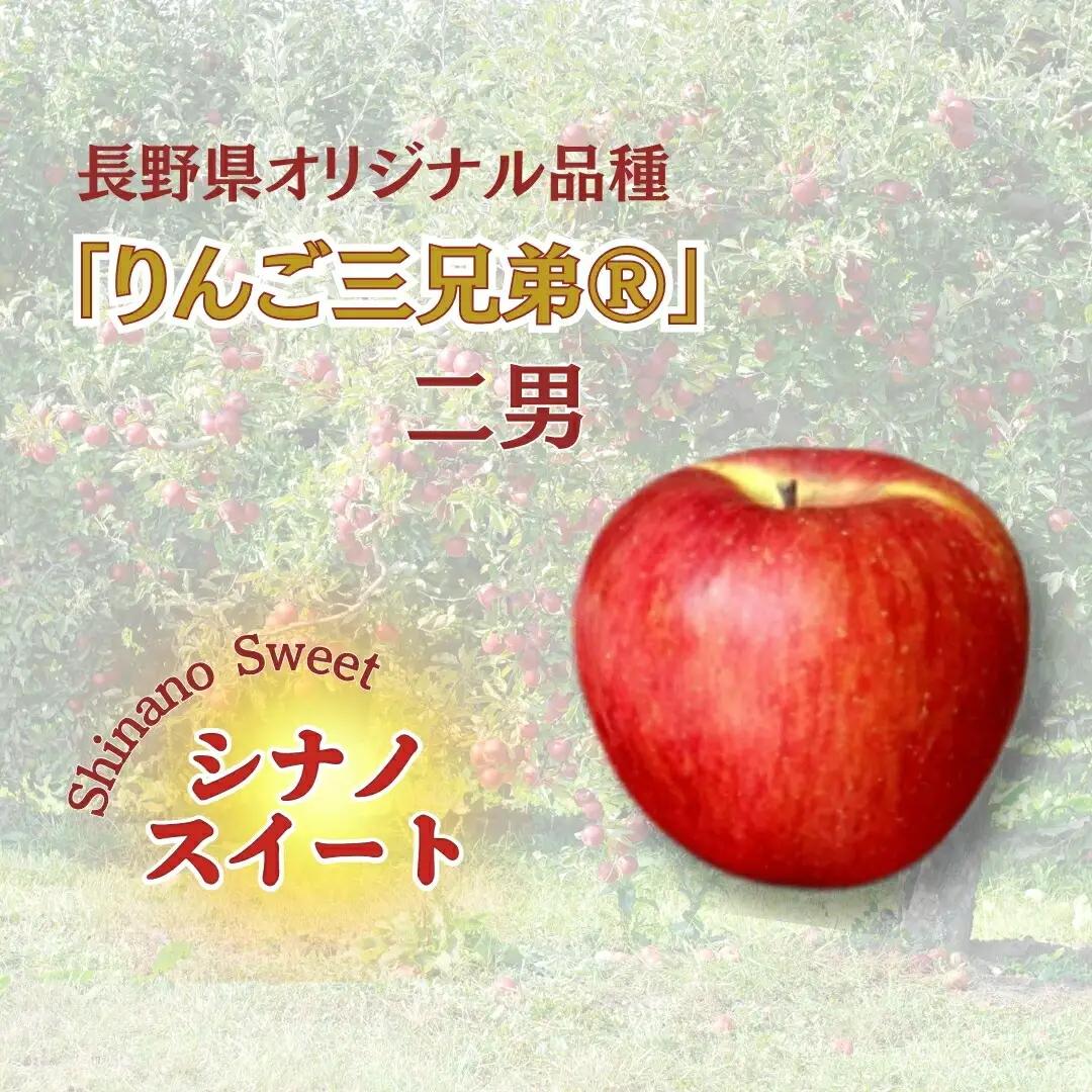 【2026年先行予約】シナノスイート 約5kg｜ りんご