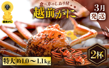 越前がに本場の越前町からお届け！越前がに浜茹で 特大サイズ × 2杯（生で約1kg～1.1kg）【3月発送】 [e57-x006_03] 越前町 雄 ズワイガニ ボイル 冷蔵 越前がに 越前ガニ 越前かに 越前カニ