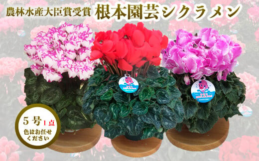 【先行予約】根本園芸シクラメン【5号】1鉢 鉢花 鉢植え 色おまかせ ガーデンシクラメン 花 ギフト 農林水産大臣賞受賞【1001301】