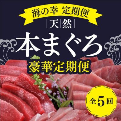 ふるさと納税 室戸市 【船元直送】厳選天然本マグロ豪華定期便【全5回】