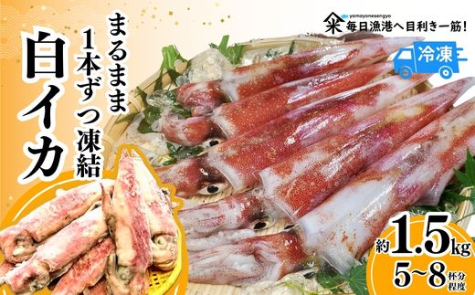 【先行予約】【白イカ約1.5kg（5-8杯程度入）（冷凍）】令和7年7月中旬以降順次発送予定 下処理済み 産地直送 鮮度抜群 大人気 ふるさと納税 香美町 香住 送料無料 白いか 山米鮮魚 74-06