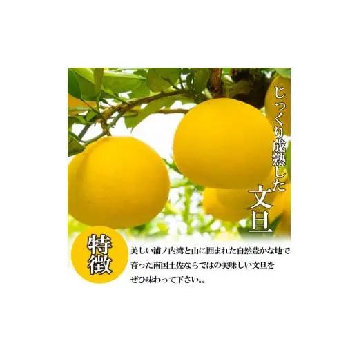訳あり 土佐文旦 【 10kg 】 202７年１月下旬より発送