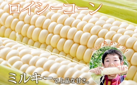 【 2026年 発送 】 北海道産 とうもろこし 計12本 L-2L サイズ混合 ロイシーコーン 大きめ 旬 朝採り 新鮮 トウモロコシ 甘い 夏野菜 とうきび お取り寄せ 産地直送 野菜 しりべしや