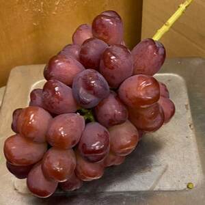 【本場山梨の希少品種】残りわずかこれを逃せば1年待ち富士の輝 約2kg 2025年9月下旬より発送【配送不可地域：離島】【1579834】
