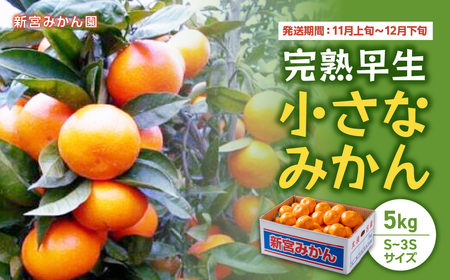 L-53 新宮みかん園 完熟早生小さなみかん 5kg みかん ミカン 蜜柑 温州みかん 紅みかん 盛田温州 完熟みかん 国産 佐賀県産 太良町 期間限定 小玉 完熟早生 極早生 完熟 セット