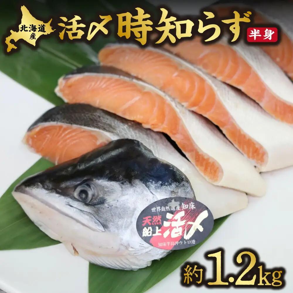 活〆 時知らず鮭 切り身 中塩仕込 天然  半身 1200g 魚体3kg以上