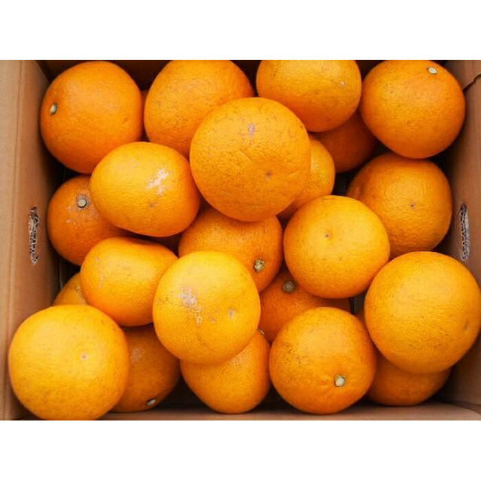 【ふるさと納税】和歌山由良町産さつきはっさく 約10kg ［訳あり ご家庭用 赤秀・青秀］サイズ混合 ［SL42］ | 和歌山県 和歌山 那智勝浦町 返礼品 八朔 はっさく 果物 くだもの フルーツ 果実 旬の果物 旬のフルーツ 柑橘類 かんきつ類 柑橘