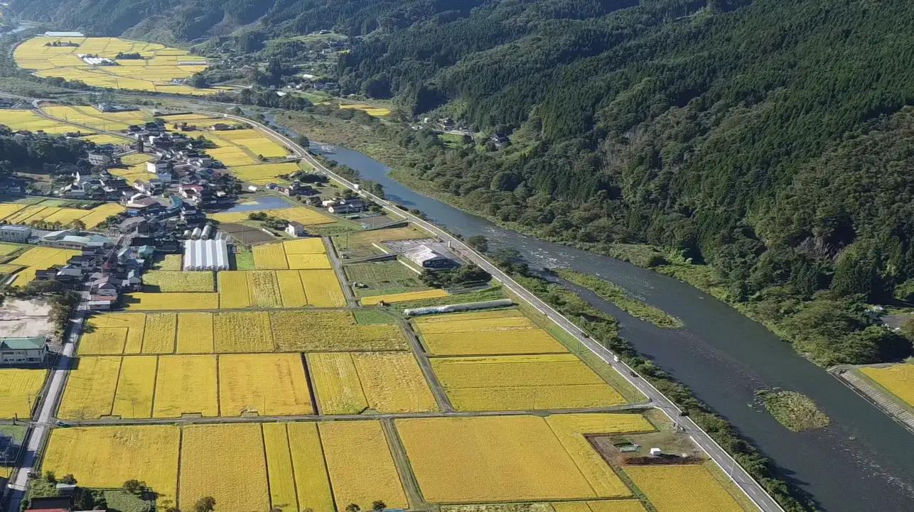 令和8年産 ひとめぼれ 10kg 精米 お米 ひとめぼれ