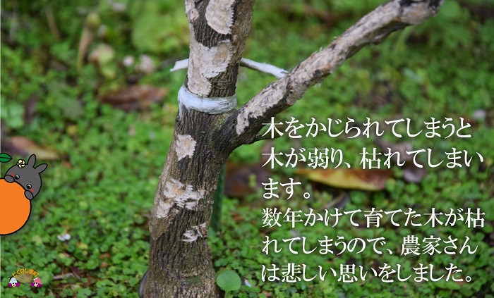 ウサギさんにかじられてしまった幼木です。木が弱り、枯れてしまうこともあります。