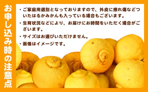 【人気柑橘】 有田育ちの はるかみかん（訳あり 家庭用） はるかみかん 約7.5kg 有田マルシェ《1月中旬-2月下旬頃発送予定》和歌山県 日高町 国産 みかん 柑橘 果物 送料無料