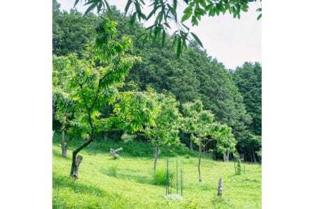 【大阪能勢特産】 栗ジャム 8個セット