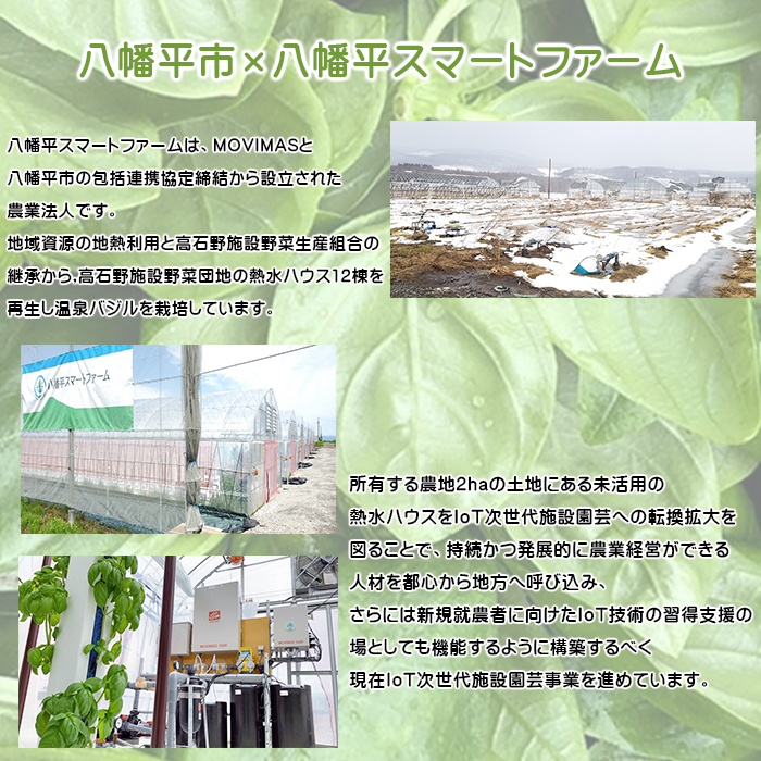 【岩手県産】 温泉バジル 100g×2袋 ／ 新鮮 生バジル バジル 薬味 ハーブ 野菜 生野菜 産地直送 イタリアン 産地直送 農家直送 直送 常温発送  スマートファーム