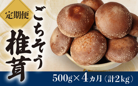 【定期便4ヶ月】ごちそう菌床生椎茸 500g (計2kg) 定期 野菜 きのこ しいたけ 岩手県 金ケ崎