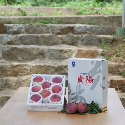 
                  【ふるさと納税】2027年発送 山梨県山梨市産 貴陽すもも 約1.5kg (8玉～10玉程度)【1316279】
                