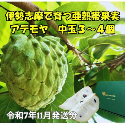 ふるさと納税 南伊勢町 伊勢志摩産 アテモヤ 中玉 3〜4個入 約1.2kg 令和7年11月発送 南伊勢ブランド認定フルーツ