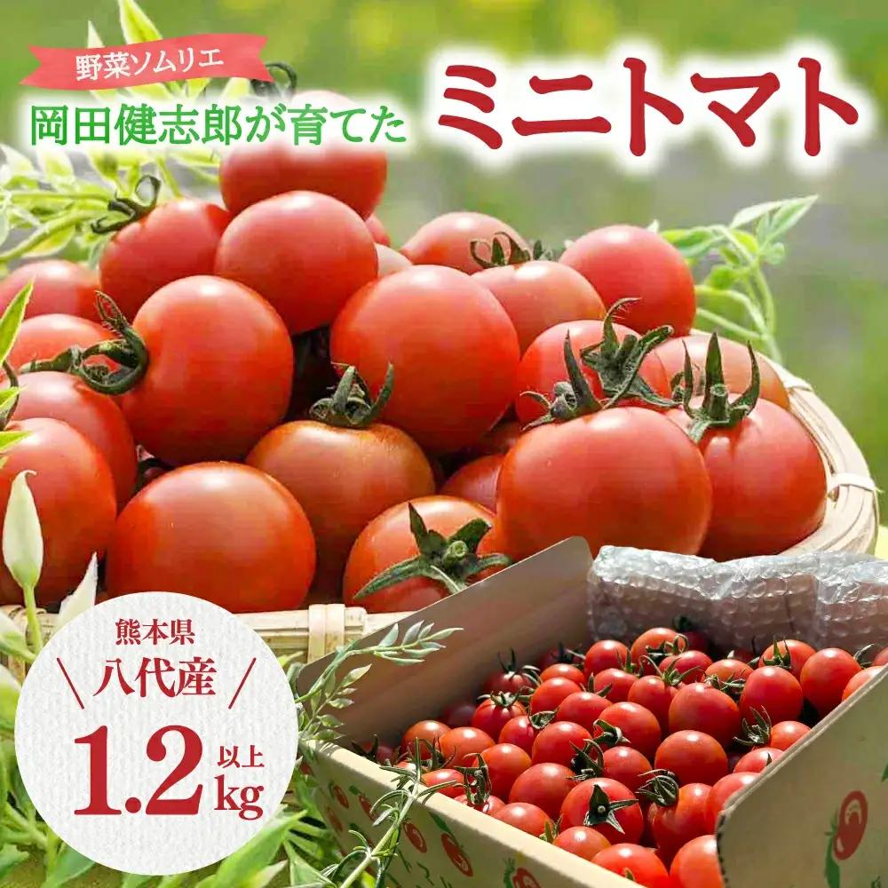 トマト 【先行予約】 野菜ソムリエ 岡田健志郎が育てた　ミニトマト 1.2kg以上 【2026年12月上旬より順次発送】 トマト