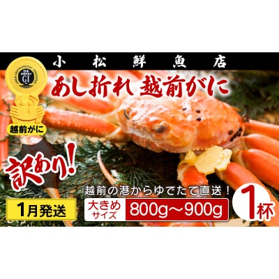 【訳あり】足折れ 越前がに 大きめサイズ × 1杯(800～900g)【1月発送分】【配送不可地域：離島】【1521084】