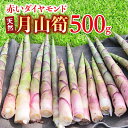 【ふるさと納税】 《先行予約》『山菜ときのこの里西川町』 月山の初夏の香り 天然月山筍 500g 筍 たけのこ タケノコ FYN9-783