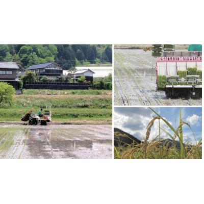 ふるさと納税 与謝野町 令和7年米　京都与謝野町産コシヒカリ「京の豆っこ米」玄米10kg×1袋　【誠武農園】 農家直送 |  | 03