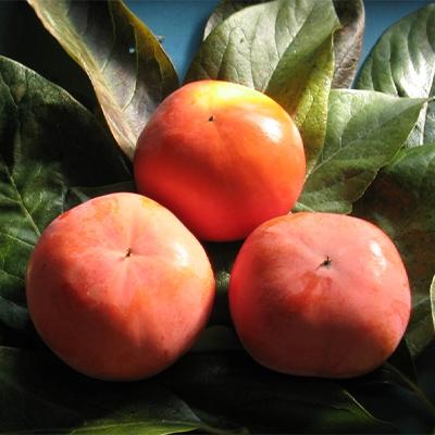 ふるさと納税 観音寺市 富有柿　7.5kg |  | 01