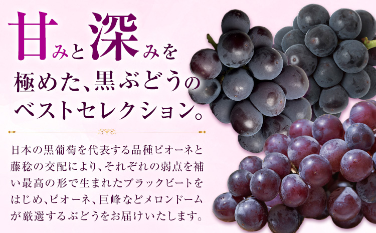 【先行予約】厳選 熊本県産のぶどうセット 約1kg 品種おまかせ ブラックビート ピオーネ 巨峰 【メロンドーム】 有限会社七城町特産品センター《8月上旬-8月末頃出荷》熊本県 菊池市 果物 フルーツ