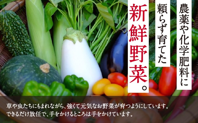 【能勢特産】《農家直送》  べじたぶるぱーくの旬の新鮮野菜詰合せ Lセット (10種類) | べじたぶるぱーく株式会社