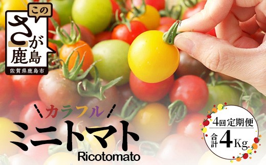 【4回定期便】【先行受付】2027年1月より順次発送｜ カラフルミニトマト6種1kg｜ミニトマト トマト プチトマト  農家直送 人気｜佐賀県鹿島市｜たにぐちファーム Ricotomato～とりこになるトマト～ F-25