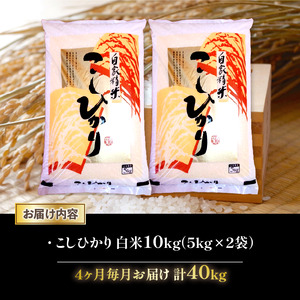 令和7年産 米 こしひかり 定期便 10kg 全4回 白米 5kg × 2袋 4ヶ月 近江米 コシヒカリ 国産 お米 米 おこめ ごはん ご飯 白飯 しろめし こめ ゴハン 御飯 滋賀県産 竜王 ふる