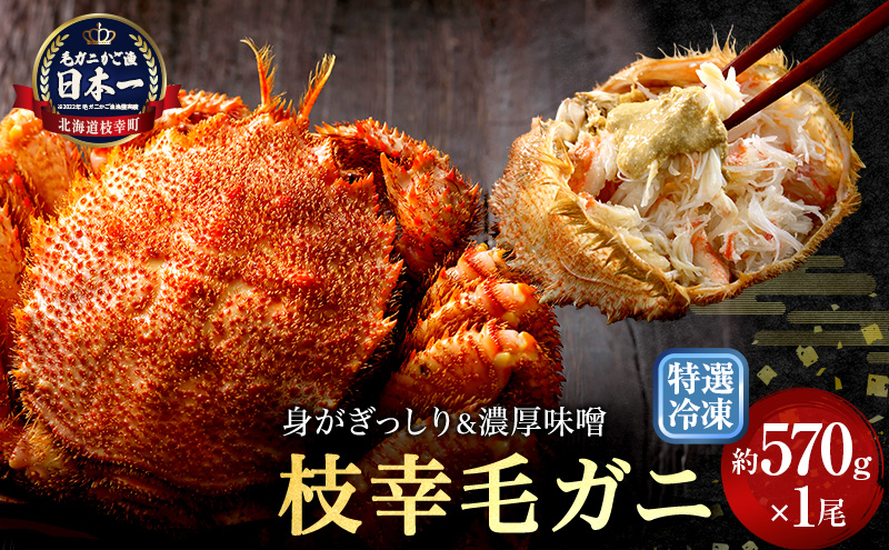 【漁獲量日本一】至福の逸品！特選冷凍「枝幸毛がに」約570g×1尾【 毛蟹 毛ガニ オホーツク 北海道 加工食品 地域のお礼の品 カタログ 毛ガニ 北海道 オホーツク 枝幸 】