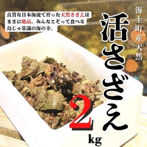 【先行予約受付中：2026年7月以降順次発送】【島獲れ活さざえ2㎏セット】日本海の離島の新鮮なさざえを約20匹お届けします! 【冷蔵便 サザエ 栄螺 貝 海鮮 BBQ さざえご飯 壺焼き】