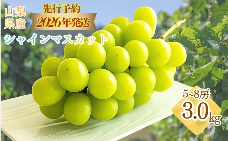 
                  【2026年発送】　シャインマスカット約3.0kg（5~8房）【アズールヤード】 フルーツ 人気 甘い 糖度 山梨 大粒 種無し 種なし 山梨 やまなし 山梨県産 葡萄 ブドウ フルーツ 果物 くだもの しゃいんますかっと シャイン マスカット ぶどう　直送
                