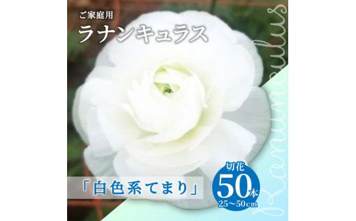 ご家庭用 ラナンキュラス「白色系てまり」切花50本(長さ25～50cm)【2025年1月中旬～2025年4月上旬配送】