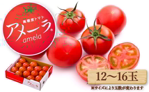 【2025年5月配送】アメーラ トマト 12-16玉 