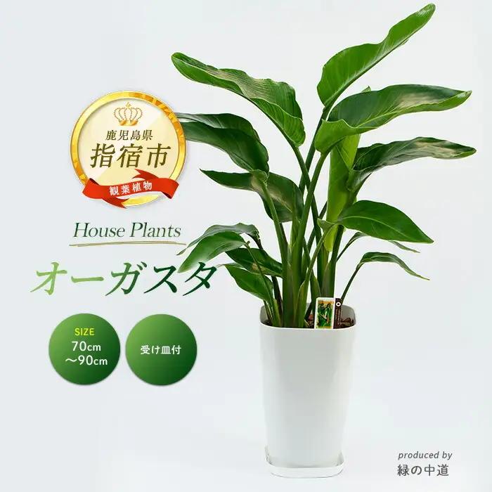 2026年3月中旬～発送【観葉植物】オーガスタ 緑の中道 IB067-002 観葉植物 ※北海道・沖縄・離島配送不可