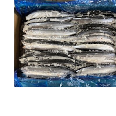 冷凍サンマ　10kg【配送不可地域：離島】【1711020】