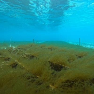 ふるさと納税 伊平屋村 保存に便利 乾燥太もずく 10g×5袋 |  | 03