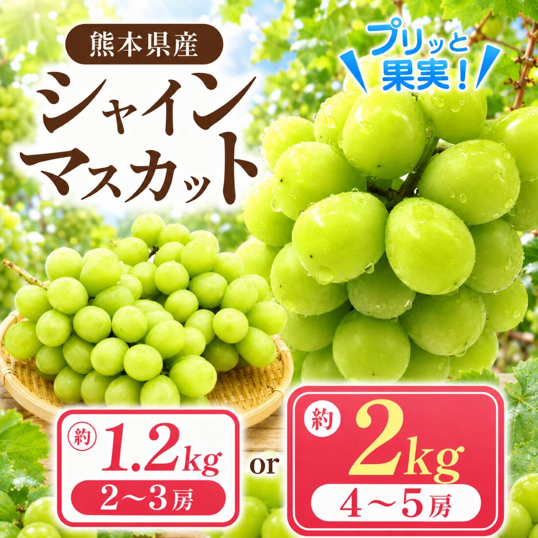 【ふるさと納税】シャインマスカット 約1.2kg（2～3房）or 約2kg（4～5房） | フルーツ 果物 くだもの ブドウ 葡萄 シャイン マスカット 種なし 種無し 熊本県 玉名市 「 フルーツはぎお 」