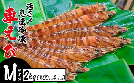 活き〆急速冷凍車えび【Mサイズ】　2kg（500g×4パック） お刺身 塩焼き 天ぷら フライ 急速冷凍 エビ 鮮度 おせち 養殖 瞬間冷凍 甲殻類 海産物 うまみ 送料無料 海鮮 くるまえび 海老