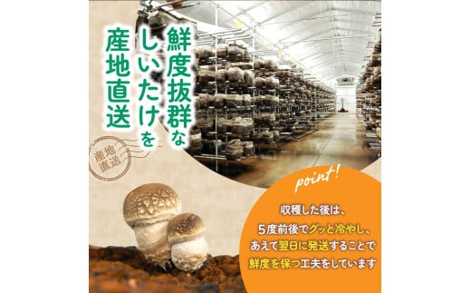 葛城市産生しいたけ（500g） 8個前後 椎茸 シイタケ 生 国産 セット 500g 新鮮 菌床 スライス 奈良県 葛城市【kobo003】