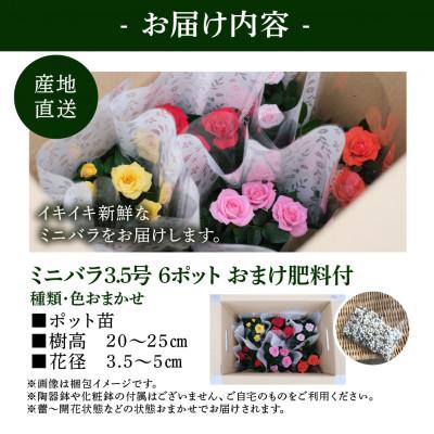 ふるさと納税 本巣市 おまかせ ミニバラ 3.5号 6鉢 詰め合わせ 肥料付き  訳あり 家庭用 バラ 花 四季咲き |  | 02
