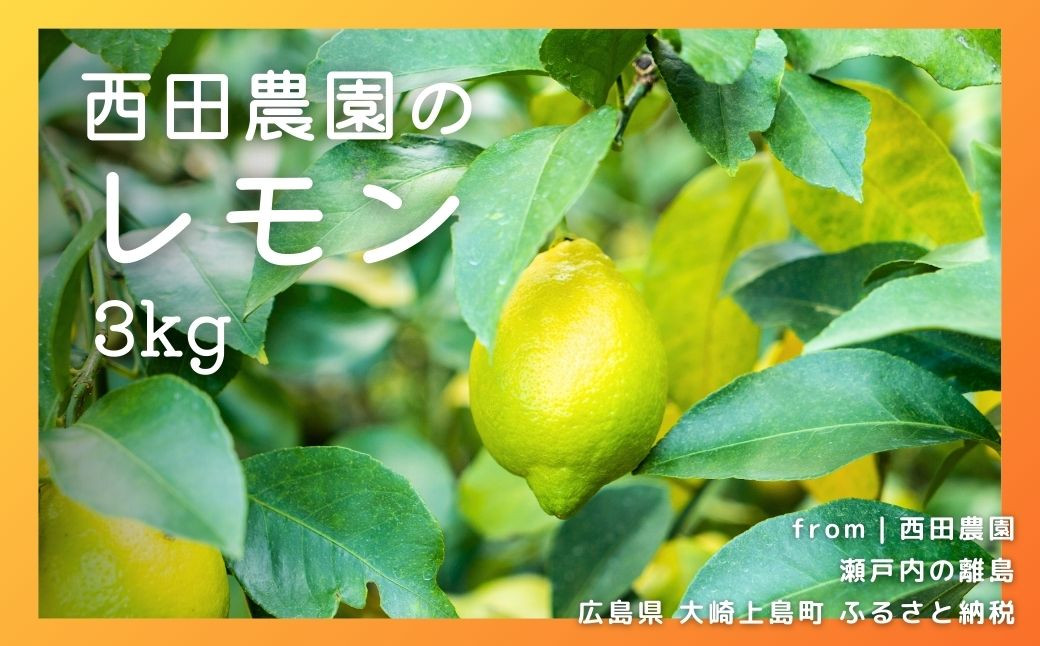 
            [1〜4月発送] 瀬戸内レモン 約3kg(30個程度) 国産 せとうち 広島 大崎上島 離島 柑橘 果物 檸檬 フルーツ ギフト 無添加 安全 安心 送料無料 産地直送 西田農園
          