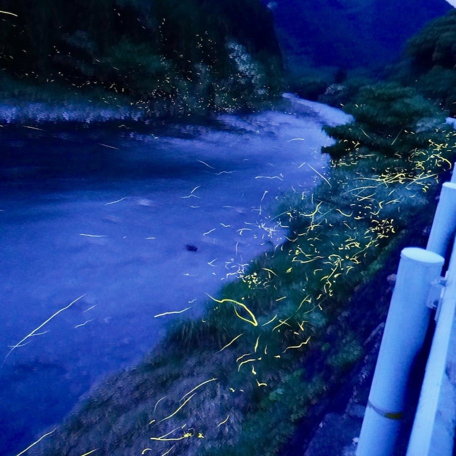 【令和８年産】新米　玄米 コシヒカリ 5キロ お米 おこめ  ごはん 飯 こしひかり ブランド米 農薬5割減栽培 おいしい 国産 土佐清水産 送料無料 高知県 土佐清水市 故郷納税 返礼品 高知【R0