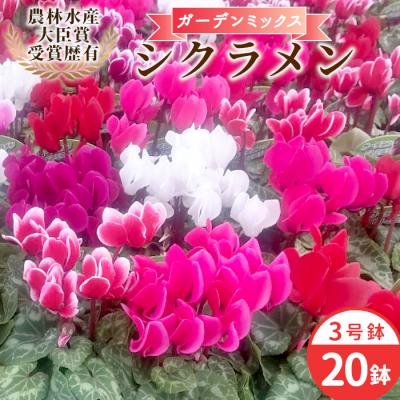 ふるさと納税 設楽町 シクラメン ガーデンミックス 3号鉢×20鉢 花 鉢花 ガーデン 愛知県産