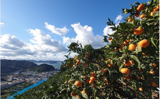 こだわりの和歌山県産 有田みかん 5kg（S～Lサイズおまかせ） ひとつひとつ手選別で厳選！生産者から直送 【2026年11月下旬～2027年1月中旬ごろに順次発送予定】 | みかん フルーツ 果物 